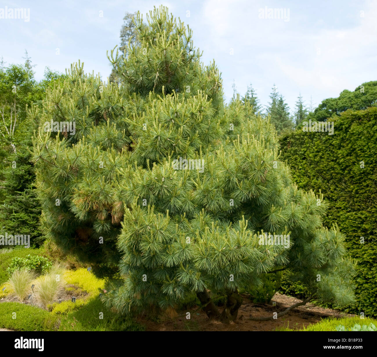 Pinus strobus `Radiata` Stock Photo
